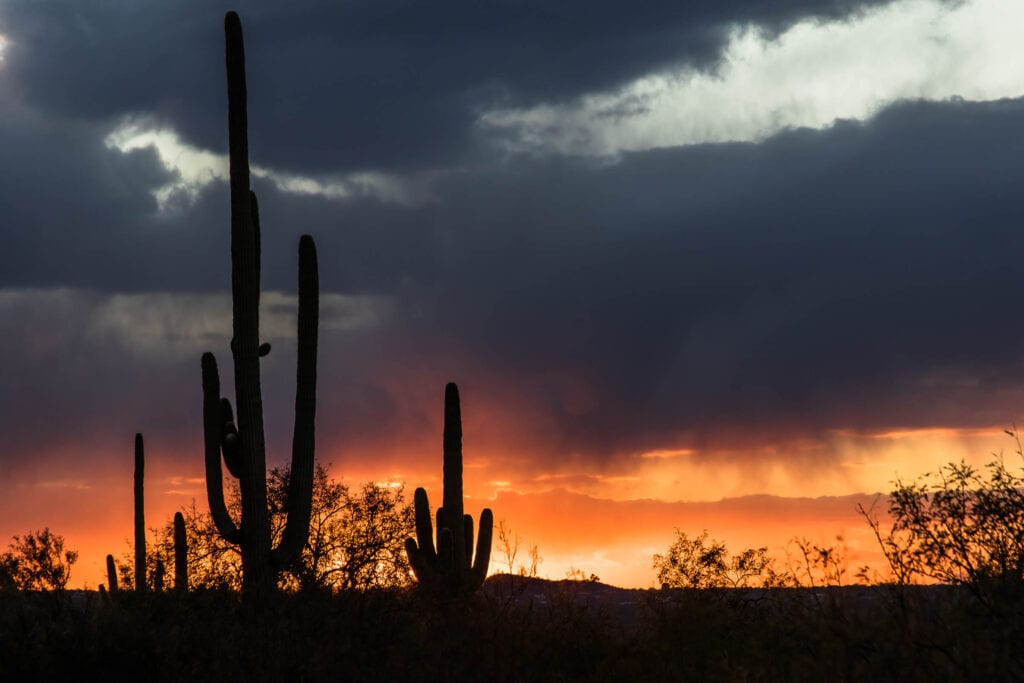 winter camping saguaro cacti photo